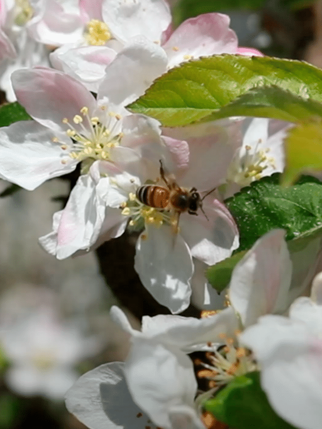 Økologisk mangfold i eplehagene